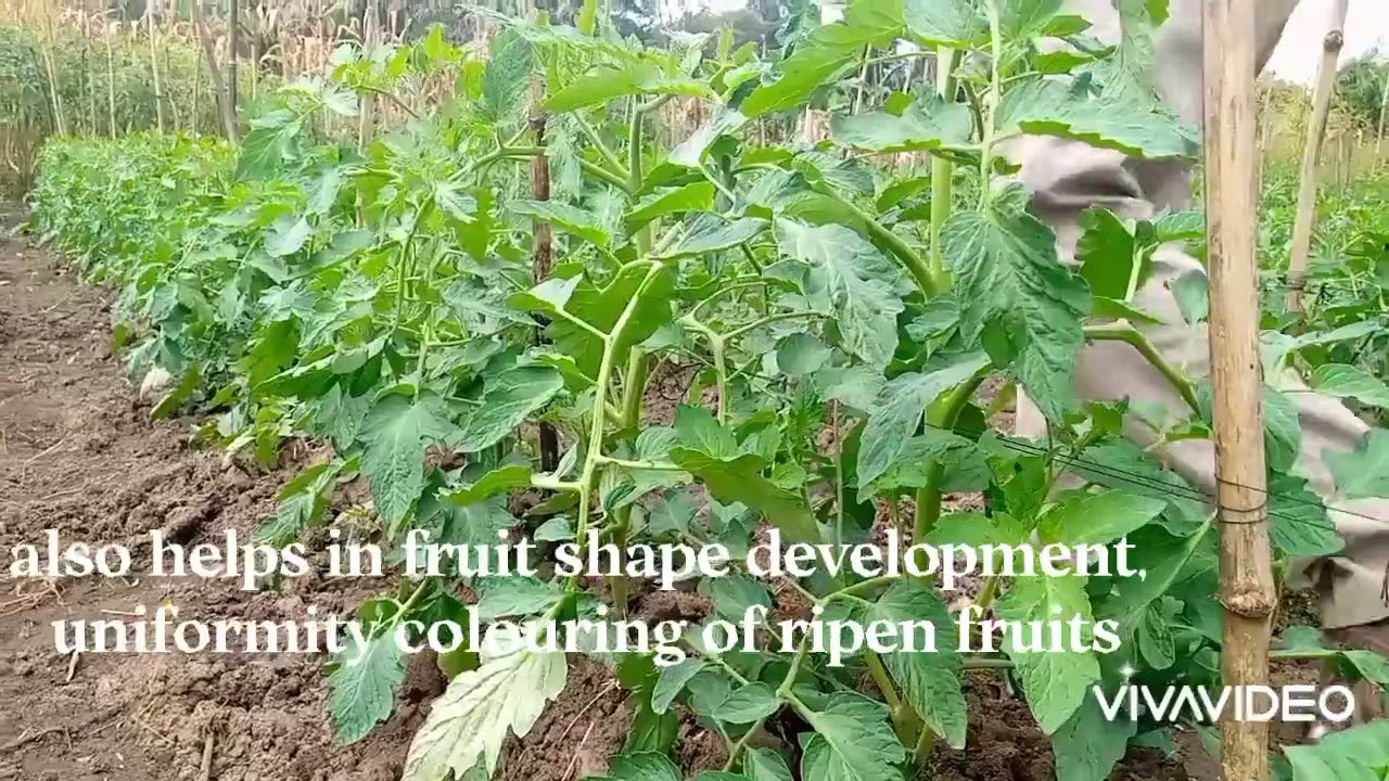 tomato: MKOMBOZI F1... important nutrients demand to every growth stage of tomato.