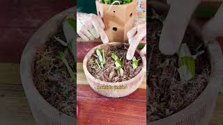 Descubra como propagar a orquídea olho de boneca (Dendrobium) #shorts #dicas  #murilosoares