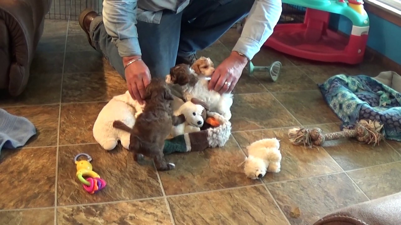 COCKAPOO girls LANA-LESLIE-LACI and LUCY www.KingdomDogs.com doodle معنى