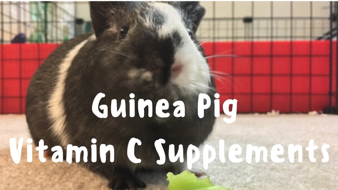 Guinea Pig Care | Vitamin C Supplements - YouTube