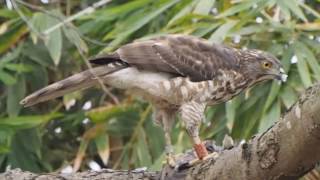 1060218台北大安公園鳳頭蒼鷹1