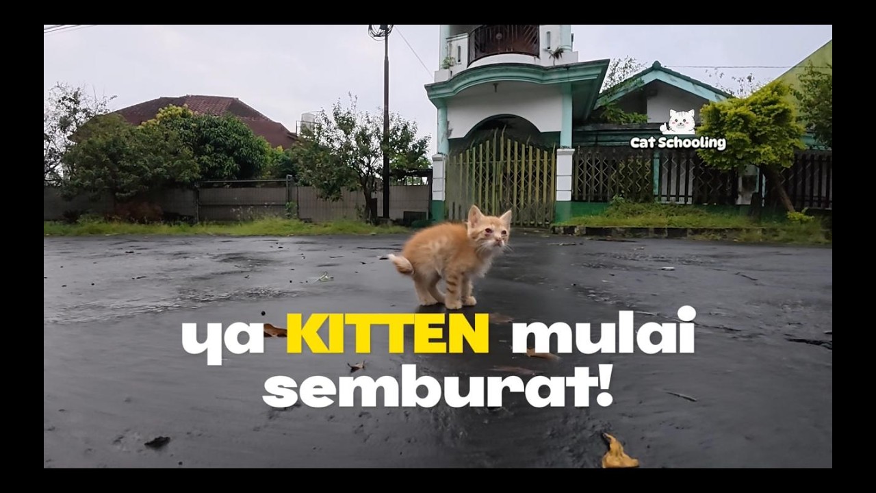 Kitten mulai semburat! | Cat Schooling