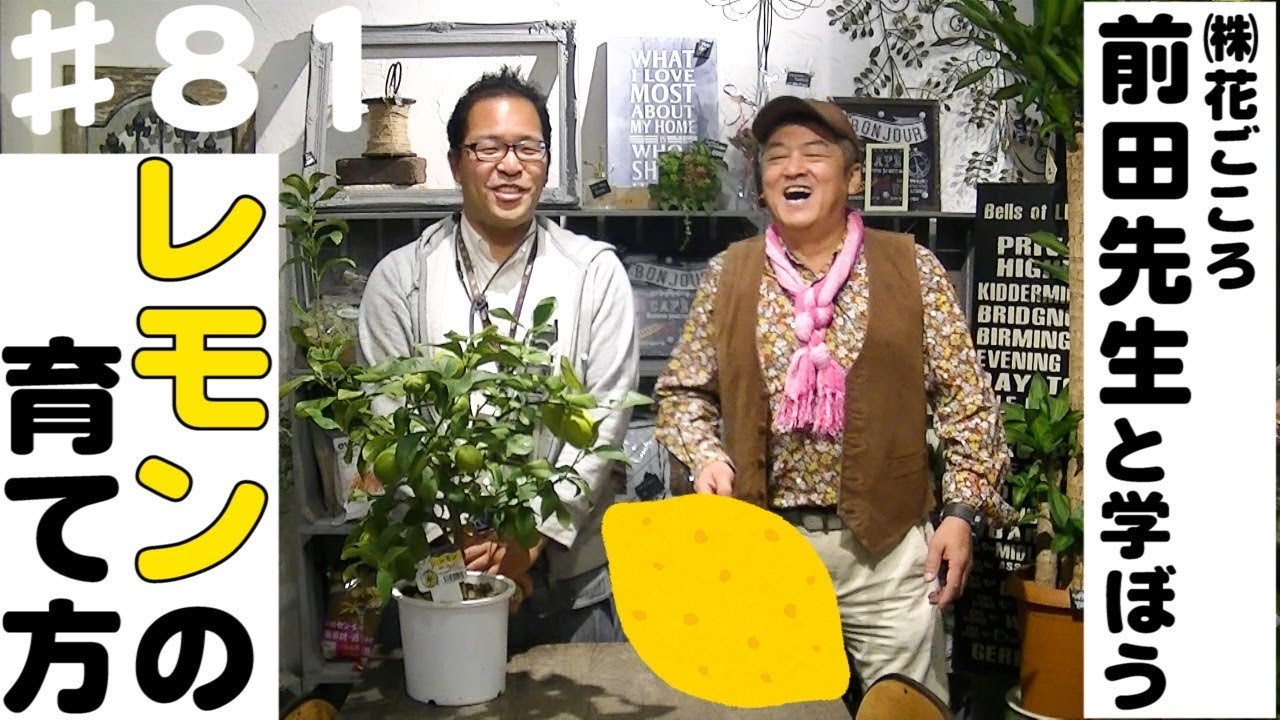 保存版 鉢植えレモンの育て方 室内で鉢植え栽培する手引き