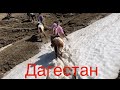 Дошли до снега в горах Дагестана❤️ #лошади #horse  #счастье #дагестан #животные #смешныеживотные