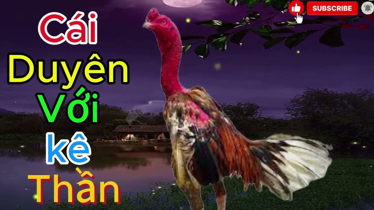 chiến kê đầu tiên và cái duyên với thần