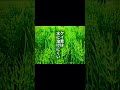 春に飲める野草、実はたくさんあります。でも、日常で続けて飲みやすいものは限られます。今回は、お茶になる春の野草を4つに絞って紹介