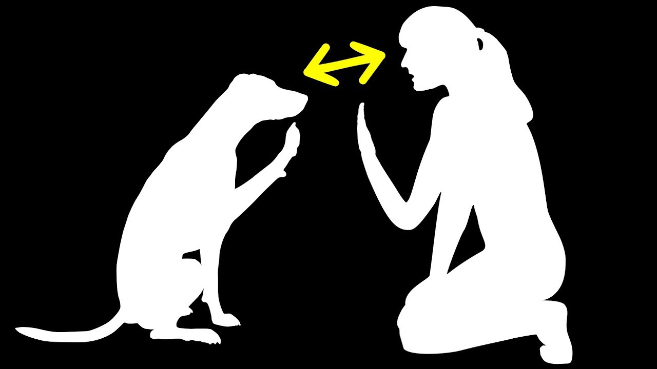 yaratıcılık kuralları boşverin Köpeklerin İnsanlara Çok Benzer Olduğunu Gösteren 6 Kanıt