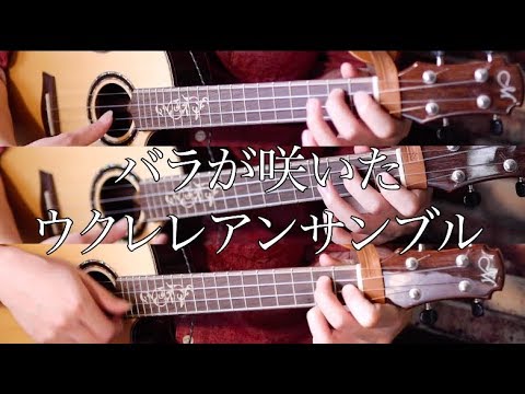 Rose bloomed - Maki Mike