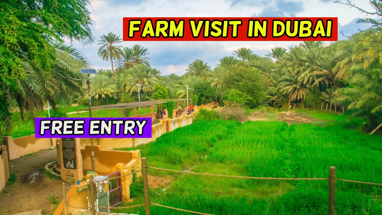 Farm Visit In Dubai L Free Entry YouTube farm-visit-in-dubai-l-free-entry-youtube