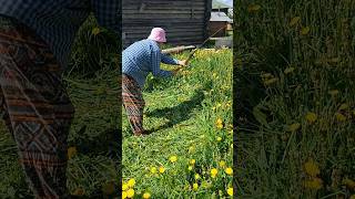 Коси коса, пока роса #будниолега