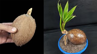 The easy way to make a coconut bonsai at home