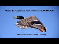 СУПЕР охота БЕЗ СКРАДКА!!!! Весенняя охота с подсадной 2022. Тест костюма "кикимора"
