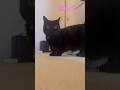 去り際に飼い主に鼻にちゅーしていく黒猫　#shorts #blackcat #黒猫 #くろねこ #おすすめ #cat #ねこ #かわいい猫 #ミヌエット