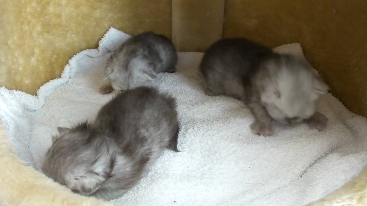 Silver shaded persian chinchilla kittens, 2 weeks old - part 2 - YouTube