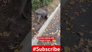 DayInTheLifeW/ (zbkennel). Daily walk? foryou hindi youtuber youtubeshorts video viral vlog