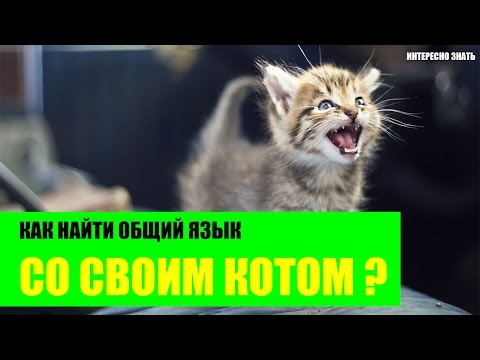 Как найти общий язык со своим котом?