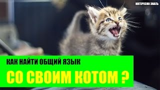 Как найти общий язык со своим котом? Как найти общий язык со своим котом?