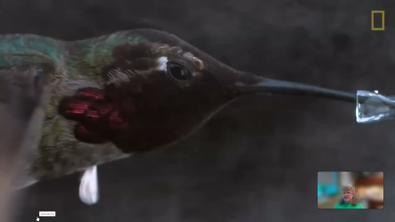 Introduction to Metabolism (Hummingbirds!)