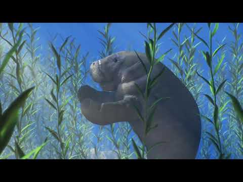 Manatee Environment - U-RENDER Breakdown Video