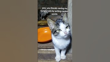 Every bit of your support counts. Click on the links in our bio to donate for any support🙏#help #cat