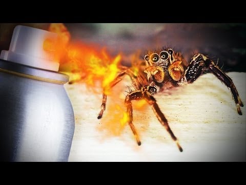 man-burns-house-down-trying-to-kill-spider