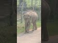 Elephant video🐘🐘🤩