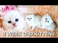 3 WEEK OLD KITTENS 💕British Shorthair Silver Chinchilla + Winners of my 1000+ Subscriber Giveaway! 💰