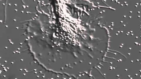 External beads couple to internal actin filament dynamcis