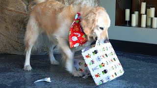DOGS OPENING CHRISTMAS PRESENTS EARLY!
