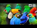MOST BEAUTIFUL BIRDS IN THE AMAZON RAINFOREST Breathtaking Nature Deep Healing Relaxing Sounds 