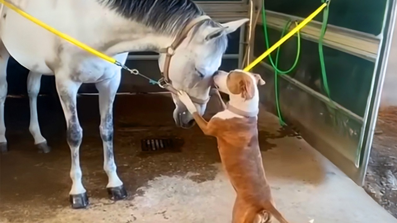 Funny Horses and Other Animals are the Oddest Couples in the World! 🤣