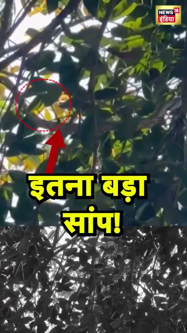 मानिकपुर पुलिस चौकी के सामने पेड़ पर चढ़ा 10 फिट लंबा सांप | Viral News | News18 India