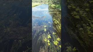 Над рекой. Русская природа. Russian nature #река #природа #nature #travel #naudi