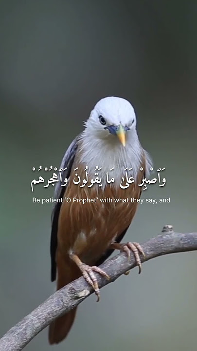 surah muzammil || qari mishary al rasyid || tilawat surah muzammil #youtubeshorts #shortsfeed