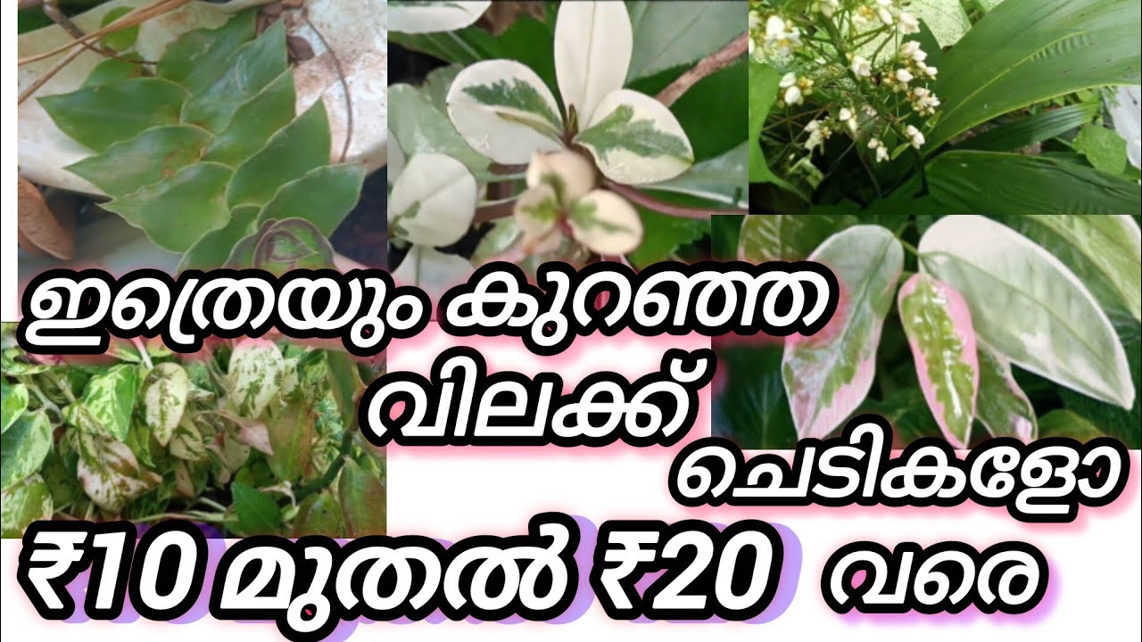 😍 ഇത്രയും കുറഞ്ഞ വിലക്ക് ചെടികളോ ₹10 muthal ₹20 വരെ 