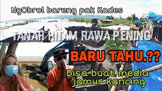 Media Jamur Kancing Dari Tanah Hitam Rawa Pening Hasil Bumi Rawa Pening Dan Potensi Tersembunyi