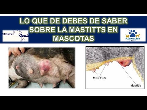 Vídeo: Com Es Tracta La Mastitis En Gats?
