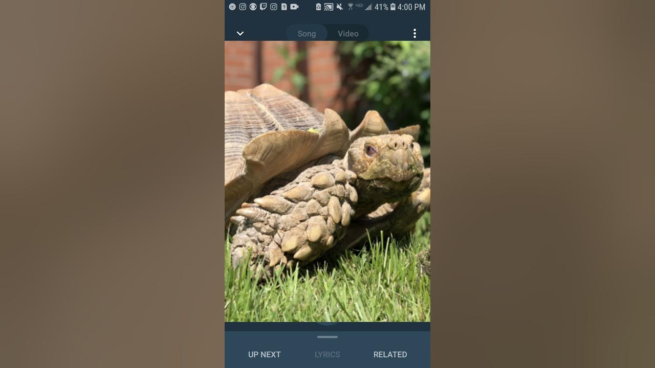 Tortoise vibing to tortoise playing minecraft youtube