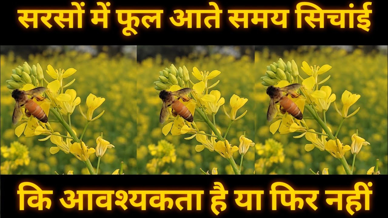 Why Irrigation Is Necessary During Flowering Of Mustard 
