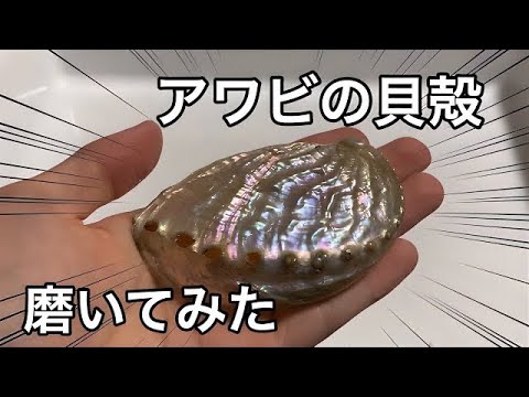 アワビの貝殻をピカピカに磨いてみた