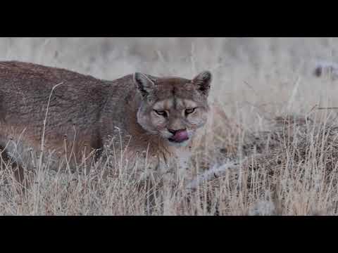 Flora y fauna de Mendoza. Tec. Romina Pagliafora