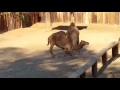 Camel Fight