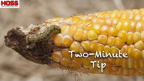 How to Keep Ear Worms from Eating Your Corn