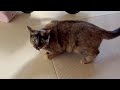 セミを捕まえて自慢げな元野良猫。