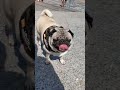 A daily walk with Lolita the pug #shorts