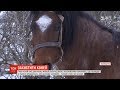 На Львівщині троє коней два місяці живуть посеред поля
