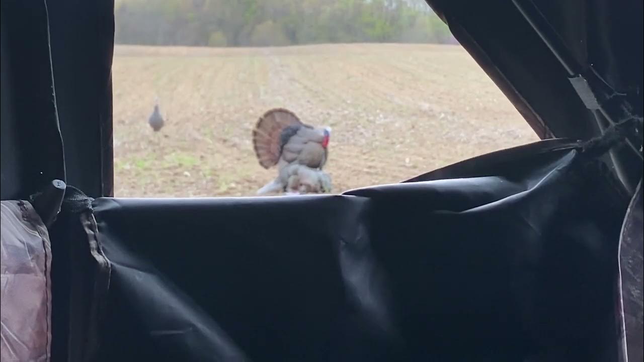 2023 Michigan Spring Turkey Hunt 20Gage Graphic Material YouTube