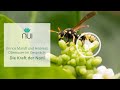 Die Kraft der Noni-Frucht: Enrico Mandl (NUI) & Andreas Obenauer (WHITE SMYLE) im Gespräch