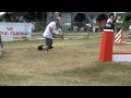 UPPERCUT Cairn Terrier manche 3 agility cat A