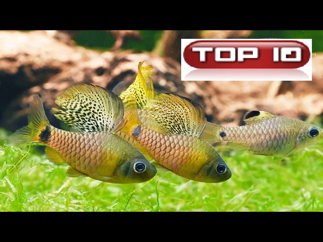 Top 10 Pesci piccolissimi per nano tropicale dolce. 🐠 